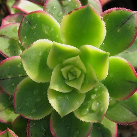 Aeonium 'Kiwi', light bright green rosette with pink tips