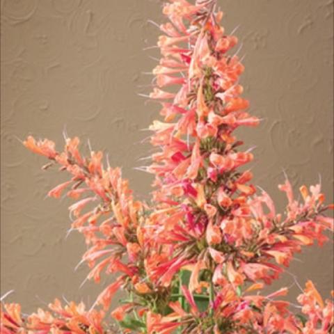 Agastache 'Acapulco Orange' orange spikes