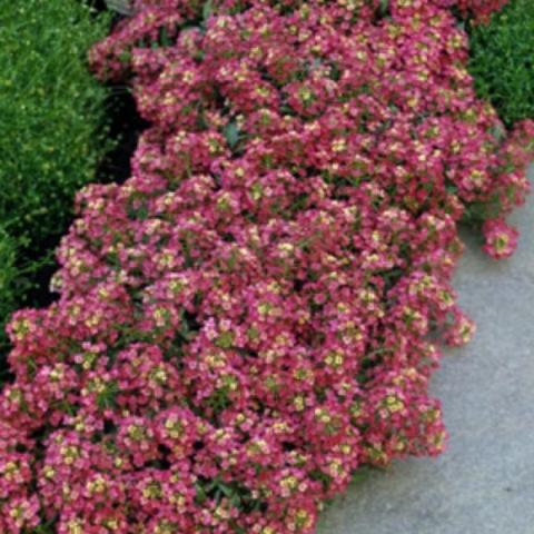Alyssum Aphrodite Red, almost red clusters of blooms