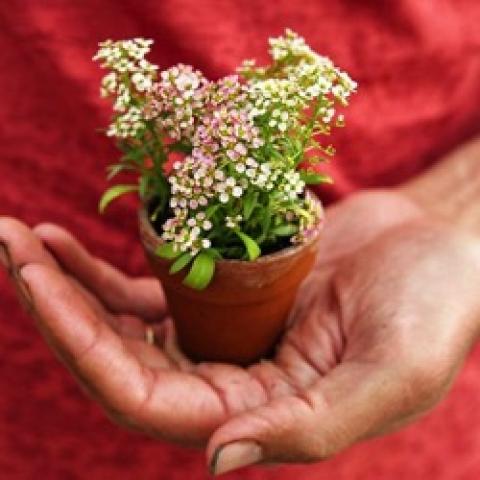 Dwarf Rainbow Mix alyssum, tiny plant in a pot sitting in the palm of a hand