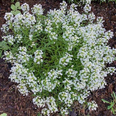 Easy Breezy White alyssum, small white flowers