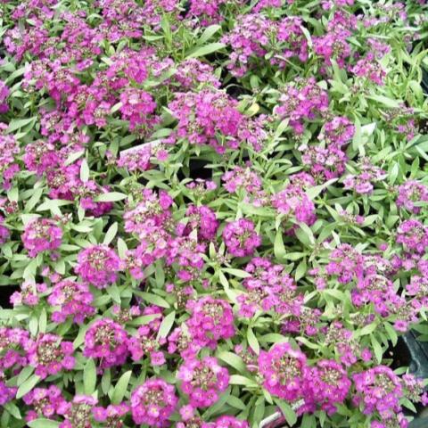 Sweet Alyssum, purple, lots of small red-violet flowers