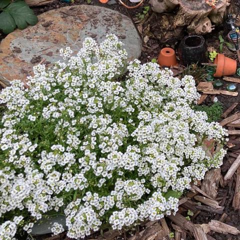 Alyssum Snow Crystals, flat mound of white flowers