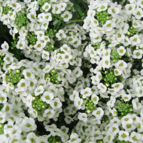 White alyssum close up, showing tiny white flowers