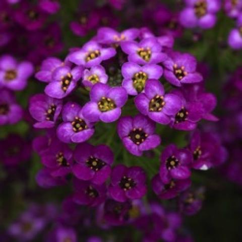 Alyssum Easy Breezy Purple, small purple flowers in a cluster