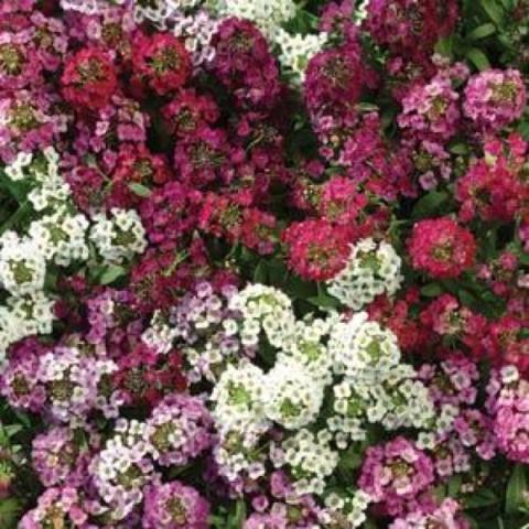 Alyssum 'Easter Basket Mix', white, pink, purple flowers
