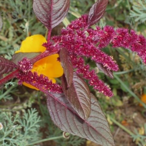 Amaranthus 'Hopi Red Dye', reddish laves and maroon flowers