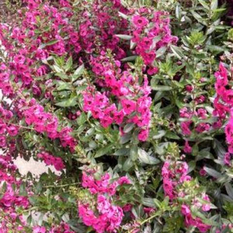 Angelonia Archangel Dark Rose, dark magenta