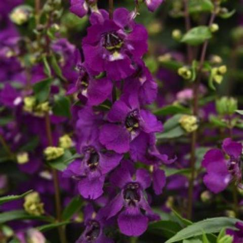 Angelonia Serena Purple Improved, purple flowers stacked on a stem