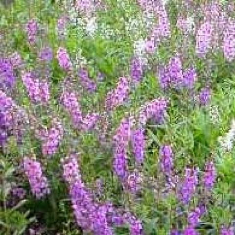 Angelonia 'Serena Lavender', small lavender flowers on spikes