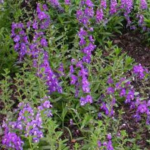 Angelonia 'Serena Purple', small lavender-purple flowers