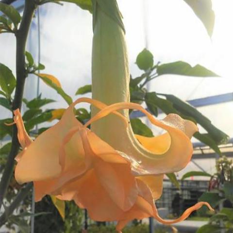 Brugmansia Marshmallow Sunset, long drooping trumpet flower with peach swirling opening