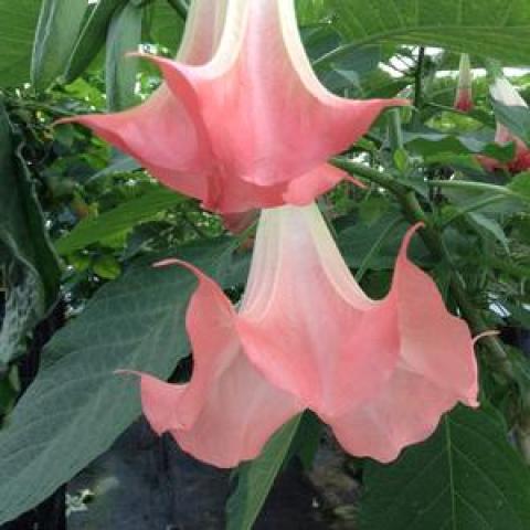 Brugmansia Peach, dangling pink-peach open trumpets