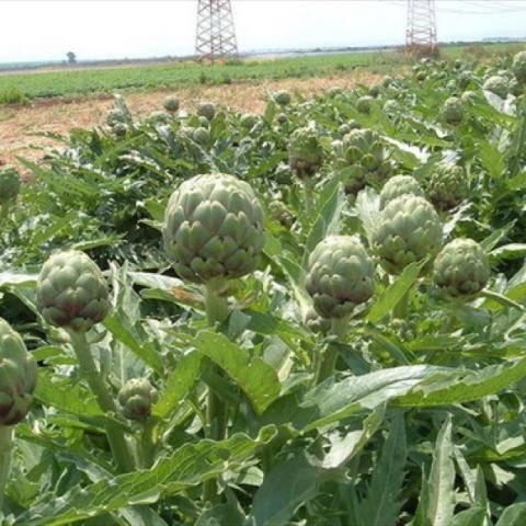 Imperial Star artichokes