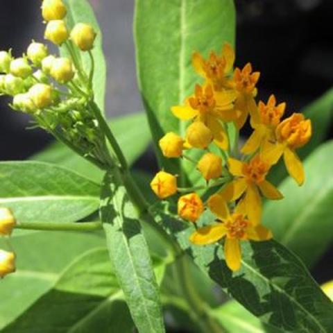 Asclepias curassavica 'Silky Gold', yellow-orange small flowers