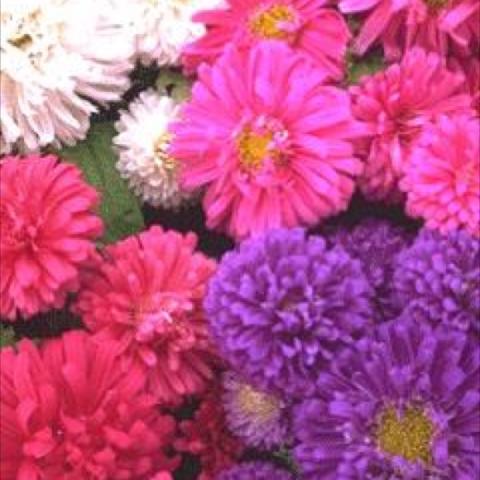 Mix of aster colors, pink, white, purple red