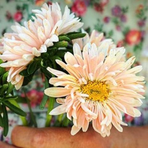 Callistephus Salmon Janina, light peach double aster with long petals, yellow center