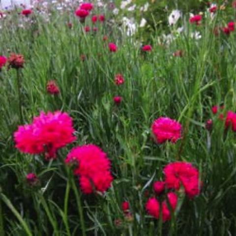 Centaurea Red Boy, magenta bachelor buttons