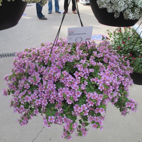 Bacopa Pink Halo, many small light pink flowers on a trailing plant