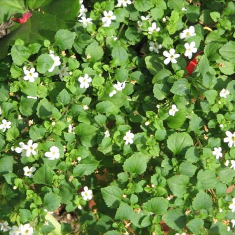 White bacopa, tiny white flowers and green leaves