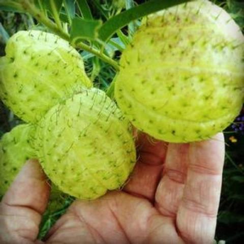 Asclepias Oscar, light green inflated balloon seed pods
