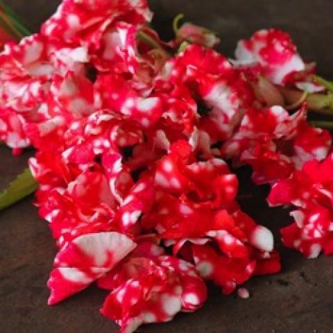 Balsam Peppermint Sticks, red flowers with some white