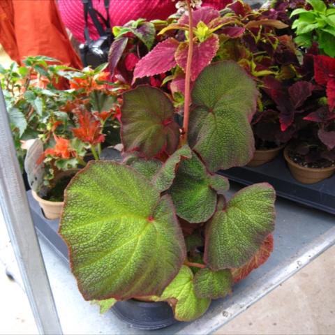 Begonia 'Art Hodes' huge velvety green leaves with reddish tinge