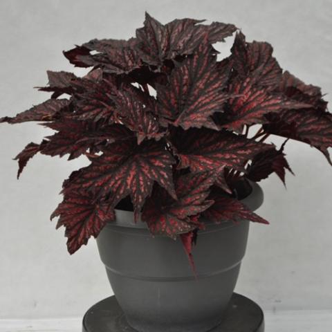 Begonia Bewitched, dark red leaves