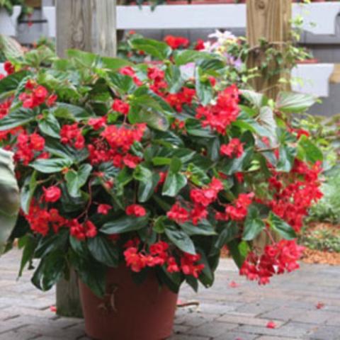 Begonia Dragon Wing Red, dangling red flowers, green wing-shaped leaves