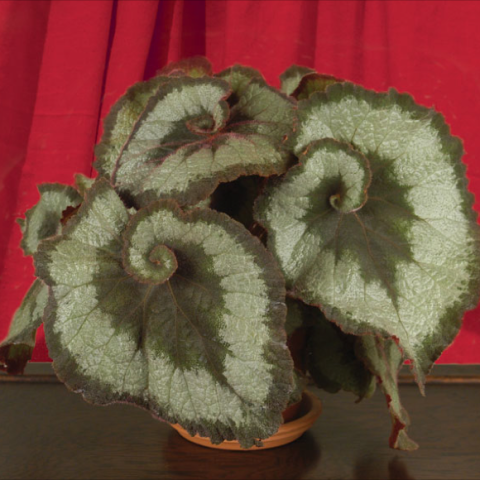 Begonia Escargot, silver and dark green swirls