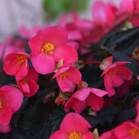 Begonia First Kiss, bright pink single flowers with round petals, dark foliage