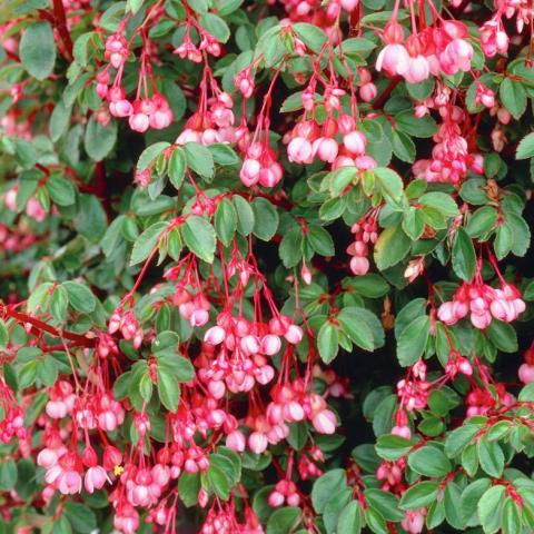 Begonia fuchsiodes, many pink flowers and green leaves