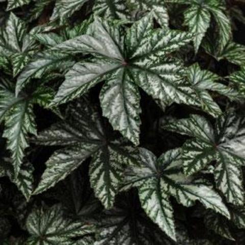 Begonia 'Gryphon', silver and green beauiful leaves