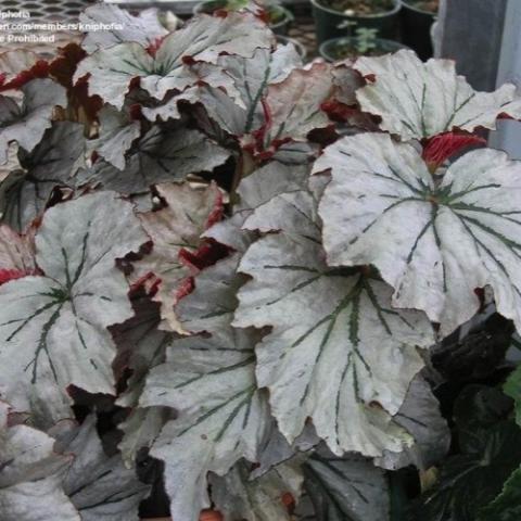 Begonia Looking Glass, silvery leaves with dark veins