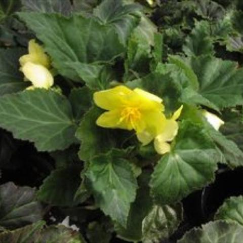 Begonia 'Mocha Yellow', light yellow flower with dark leaves