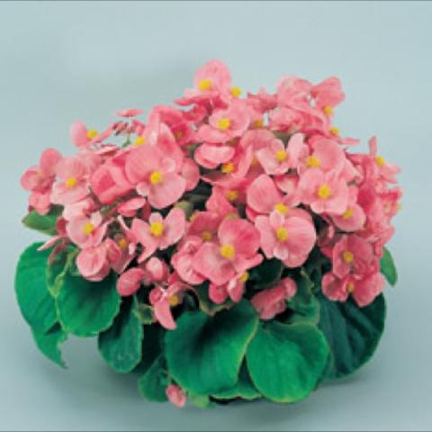 Begonia Olympia Pink