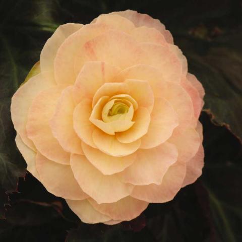 Begonia Portofino Champagne, yellow to blushing pink very double