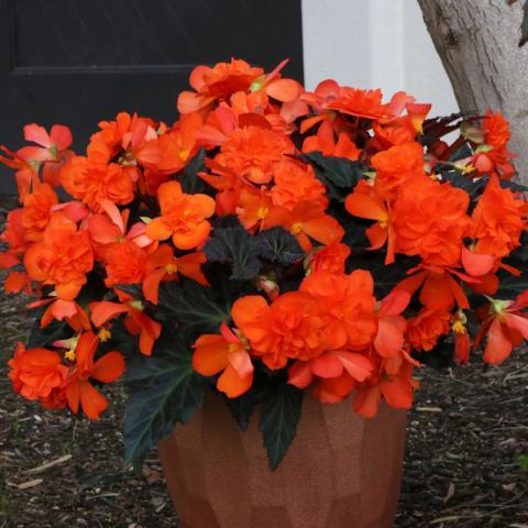 Begonia Portofina Hot Orange, very orange flowers with dark foliage