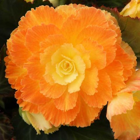 Begonia Portofino Sunrise, very double orange, lighter orange-yellow in center