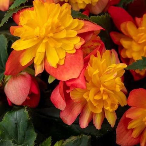 Begonia Rise Up Harlequin, gold double centers surrounded by warm orange petals 