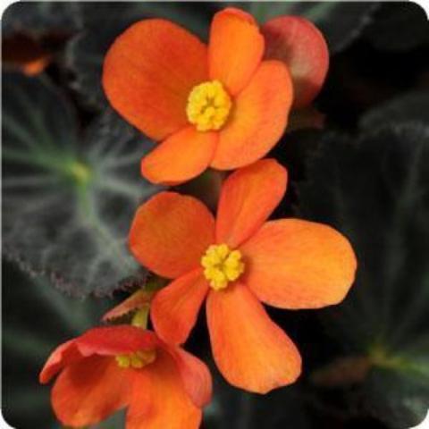 Begonia Sparks Will Fly, bright orange flowers, dark leaves