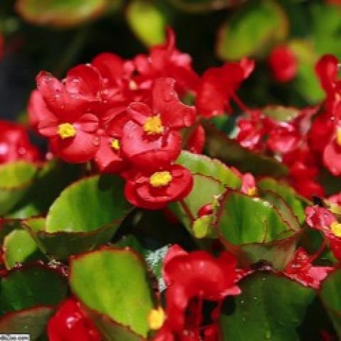 Begonia Super Olympia Red, red with yellow center, green leaves