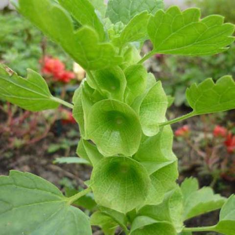 Bells of Ireland, like a green hollyhock