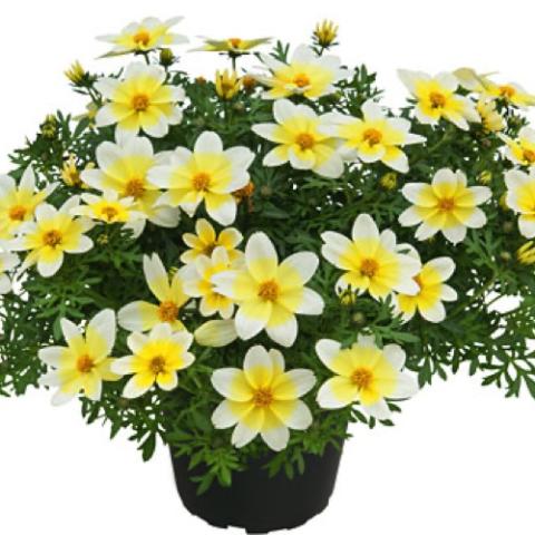 Bidens Electric White, white six-petaled flowers with yellow centers
