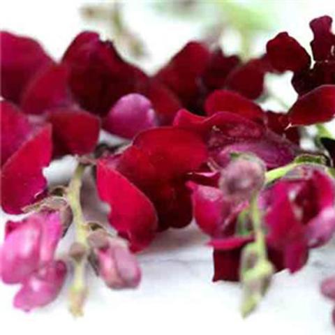 Black prince snapdragon flowers, dark vivid red-purple