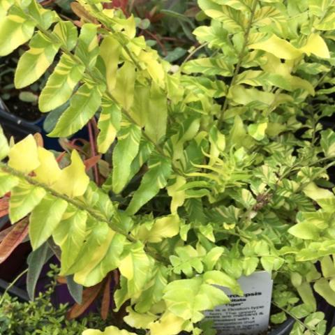 Tropical Boston fern, Tiger (variegated with yellow)