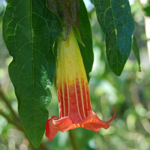Brugmansia sanguinea, red and yellow long tube flower, downfacing