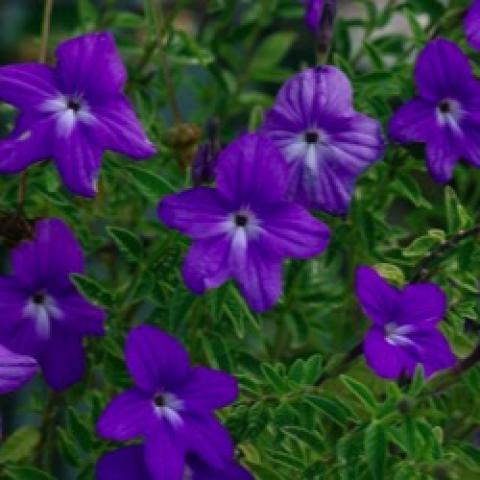 Browallia Blue Bells, flat-faced purple flowers