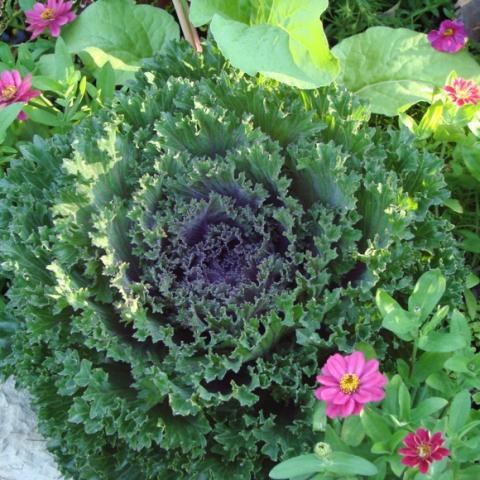 Brassica Glamour Red, purplish center, green outer leaves