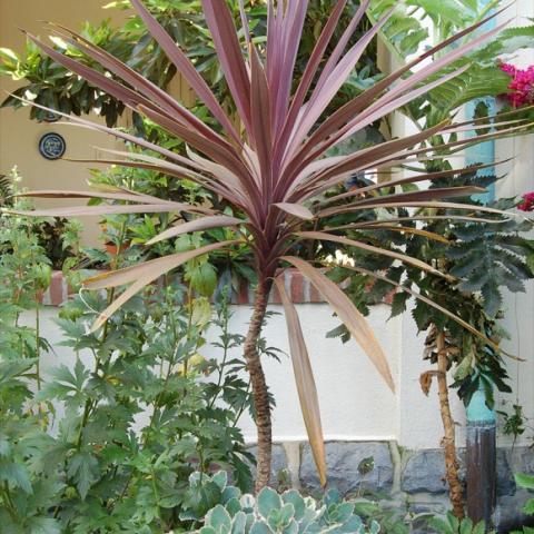 Cordyline 'Red Sensation' grown in a warmer climate than Minnesota -- tall stem